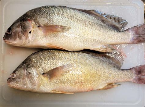 fish drum|Drum .